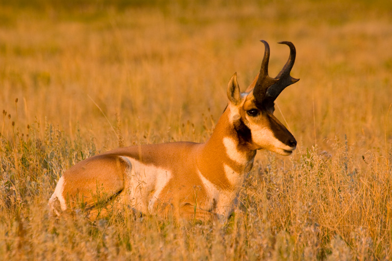 Pronghorn In Early Morning Light
